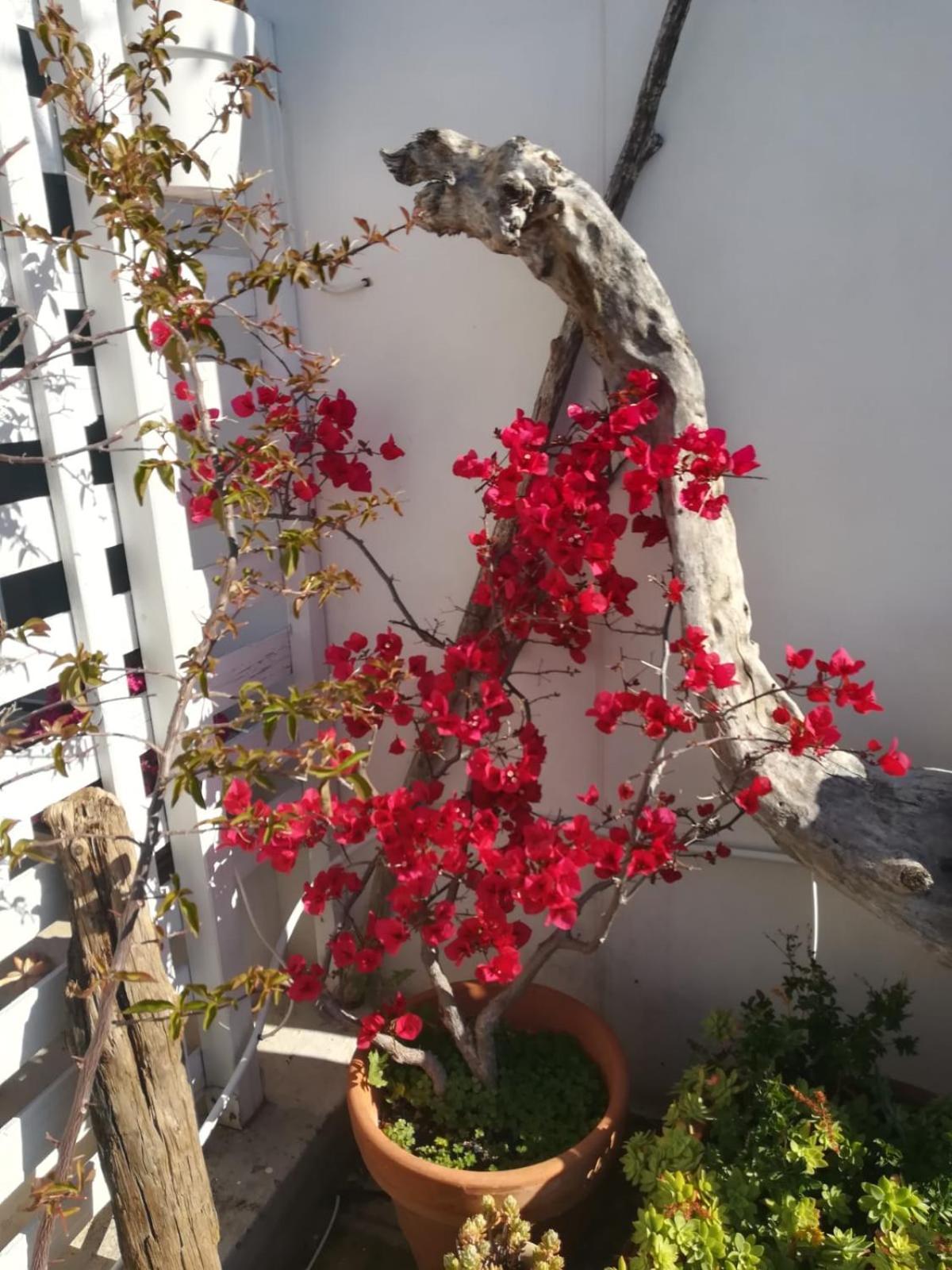 Mandorleolio Bed & Breakfast Polignano a Mare Eksteriør bilde