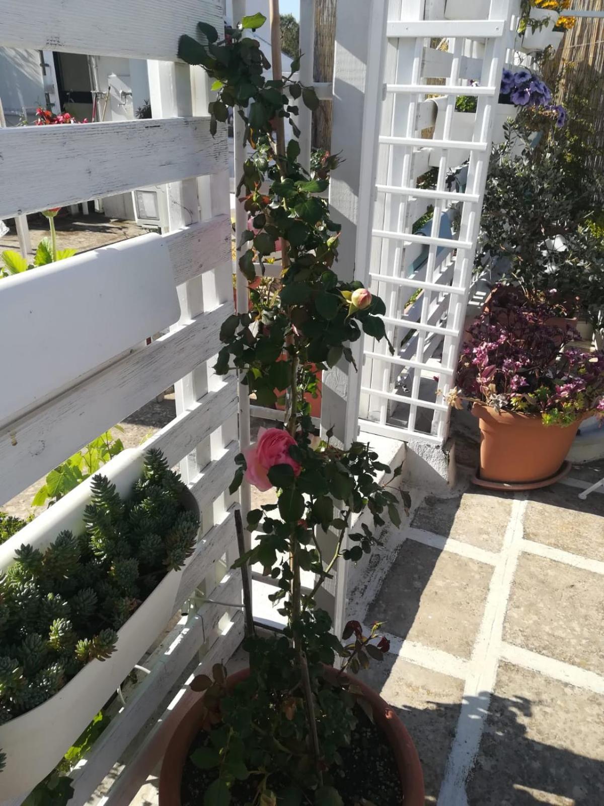Mandorleolio Bed & Breakfast Polignano a Mare Eksteriør bilde