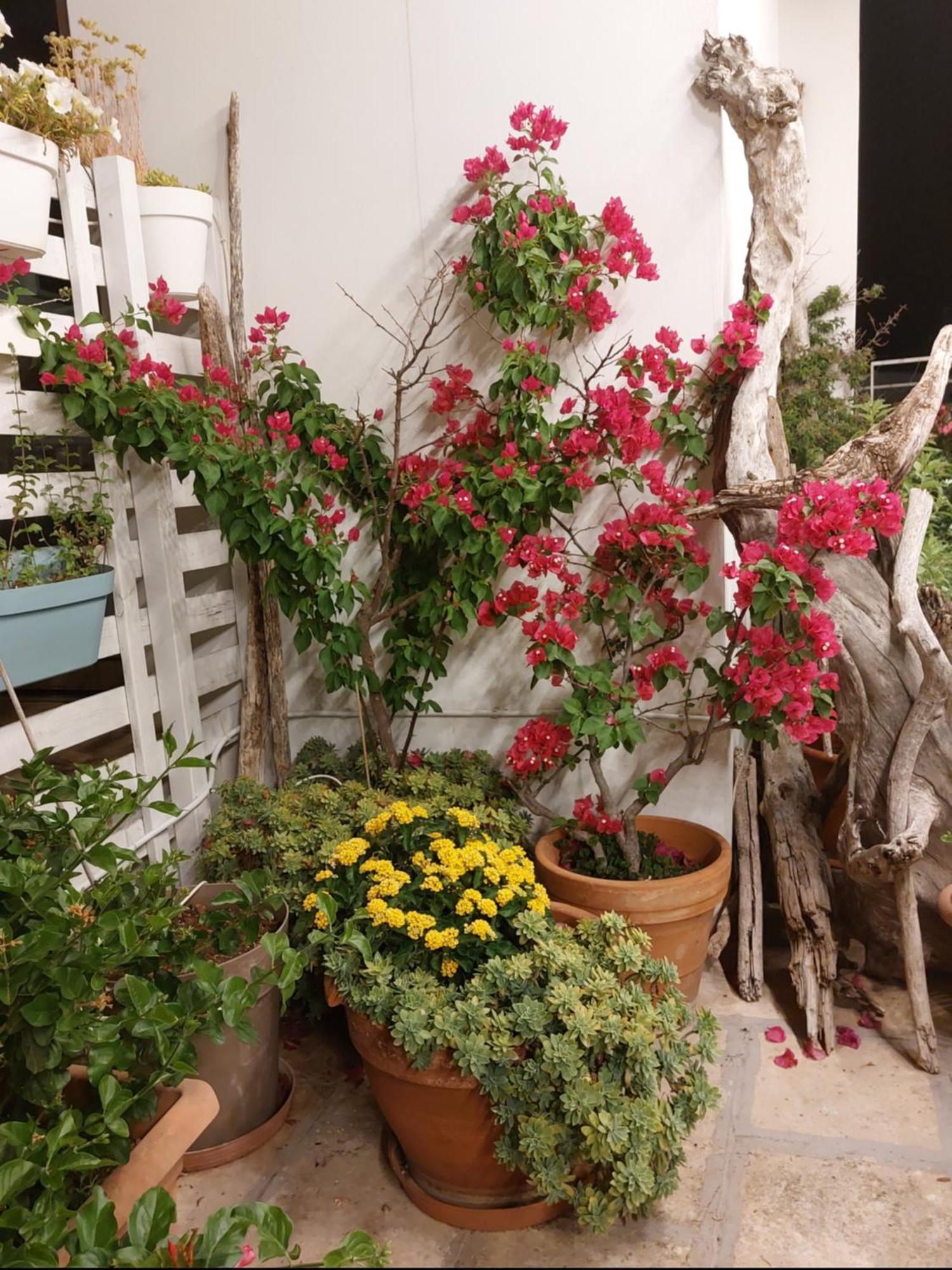 Mandorleolio Bed & Breakfast Polignano a Mare Eksteriør bilde
