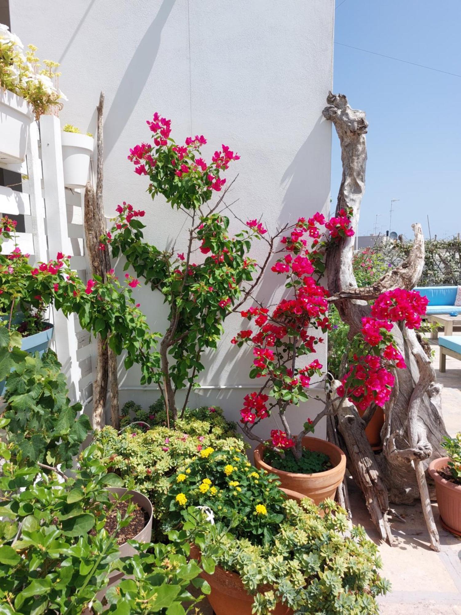 Mandorleolio Bed & Breakfast Polignano a Mare Eksteriør bilde