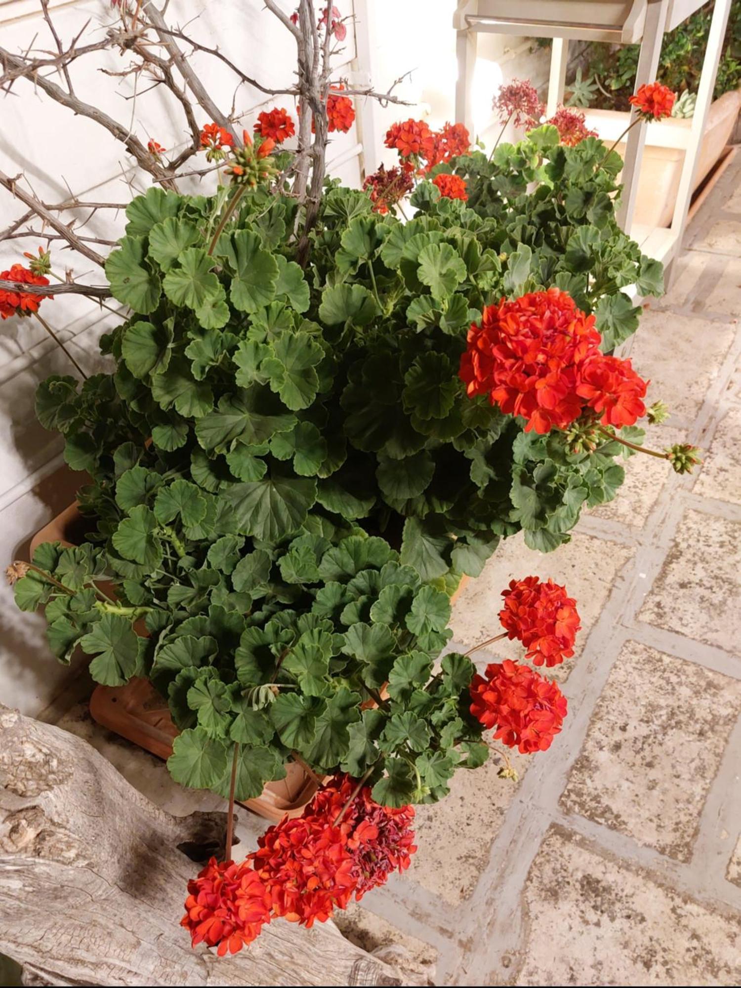 Mandorleolio Bed & Breakfast Polignano a Mare Eksteriør bilde