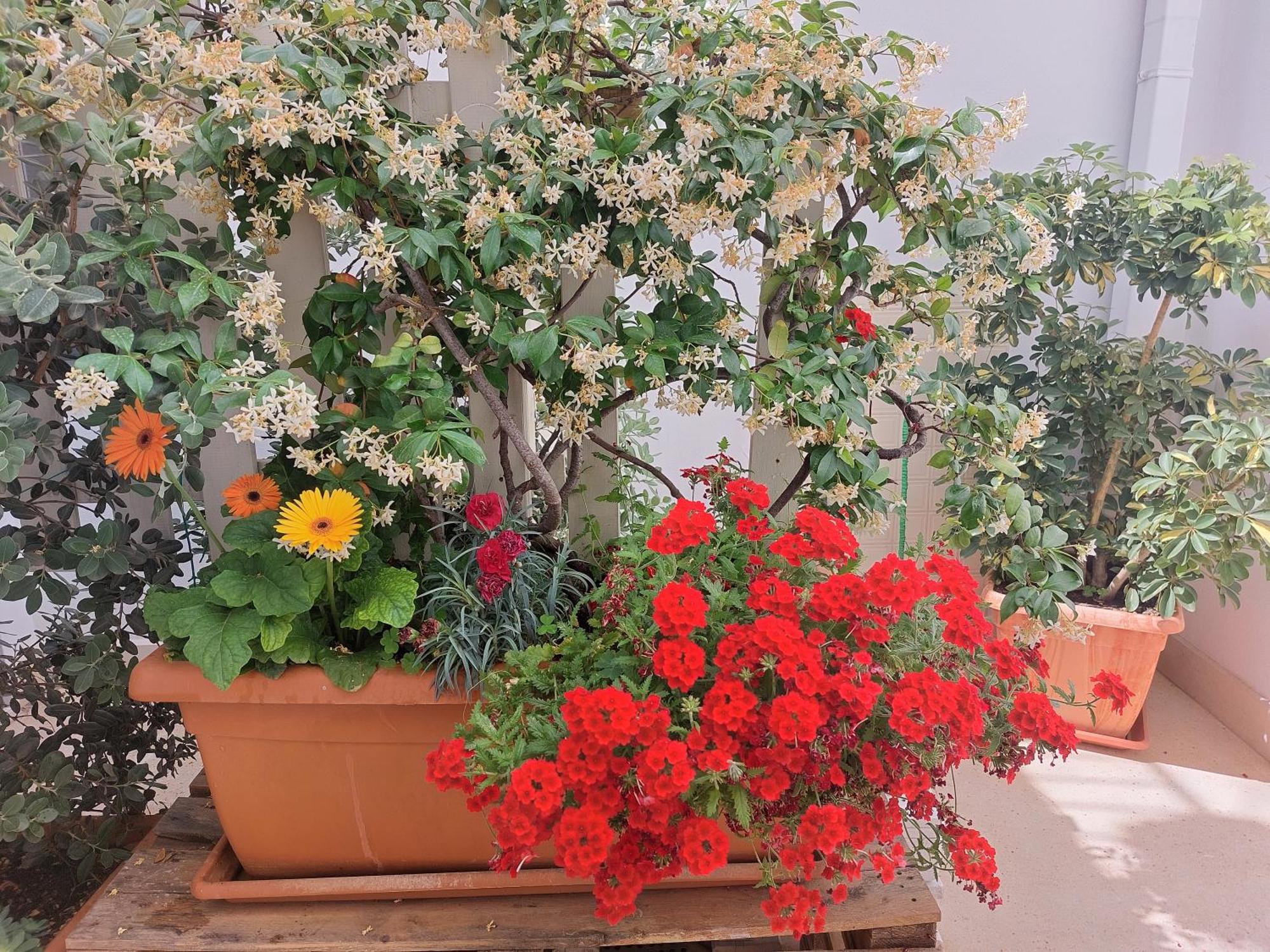 Mandorleolio Bed & Breakfast Polignano a Mare Eksteriør bilde